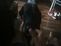 Dog xxx sucking a huge cock